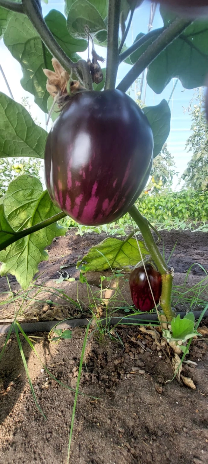 Aubergine