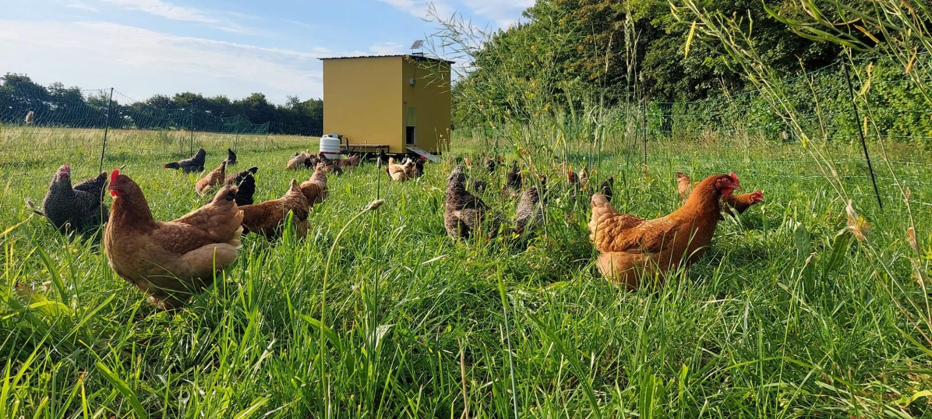 Høns på landet 